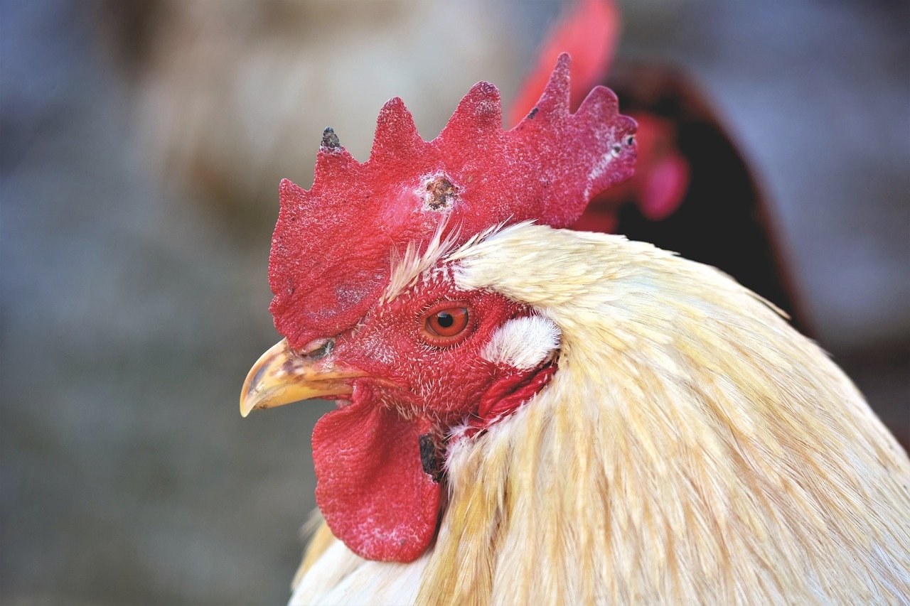 13 Important things Your Chickens Comb is Telling You
