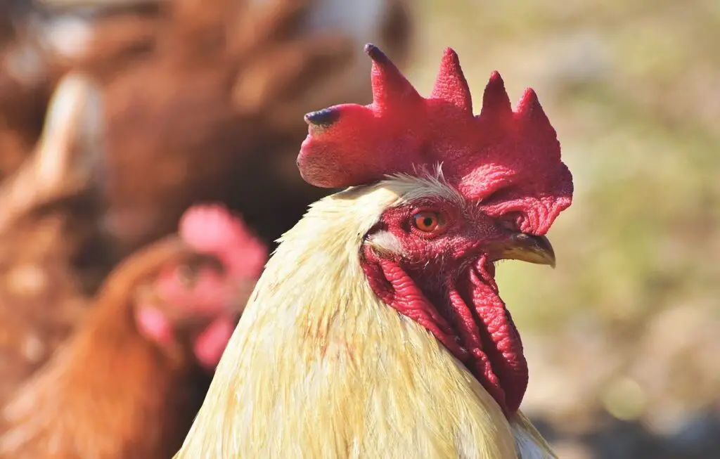 FROST BITE ON TIPS OF COMB.  Keep vaseline in your chickens first aid kit to help prevent frostbite.