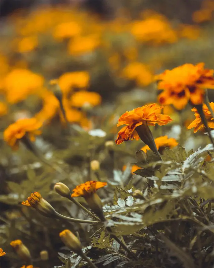 Herb Marigolds Backyard Chickens Mama