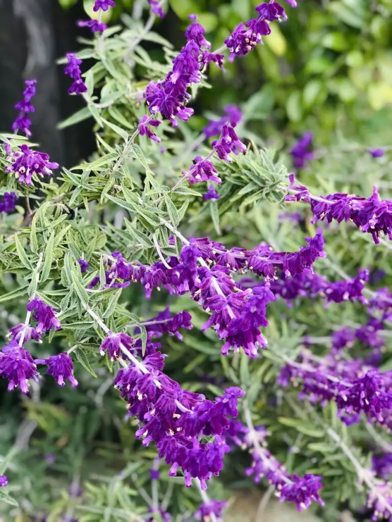 How to control flies with shrubs-Lavender