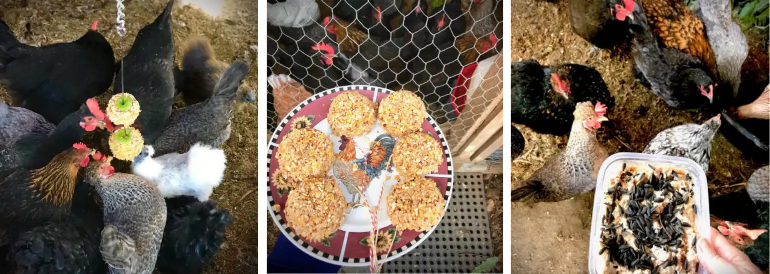 How to Make High Protein Treats for Molting Chickens