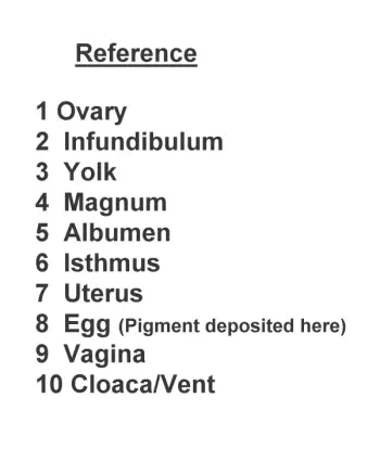 HEN REPRODUCTIVE TRACT REFERENCE