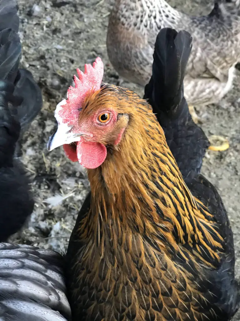 Hen with yogurt on her face