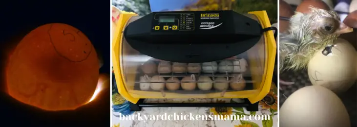 How to Use an Incubator to Hatch Chicken Eggs