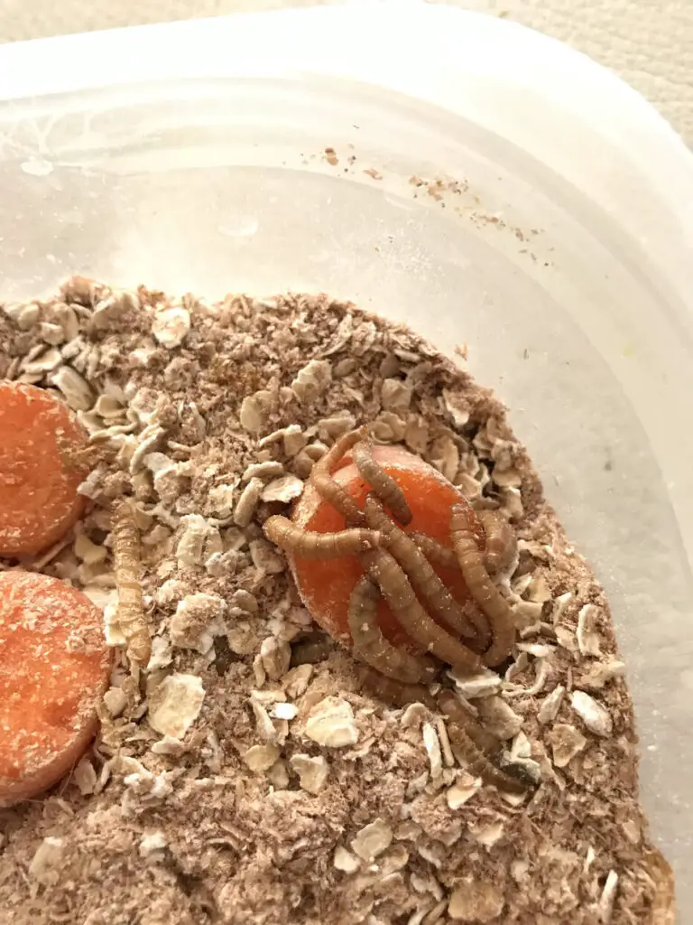 MEALWORMS EATING CARROT