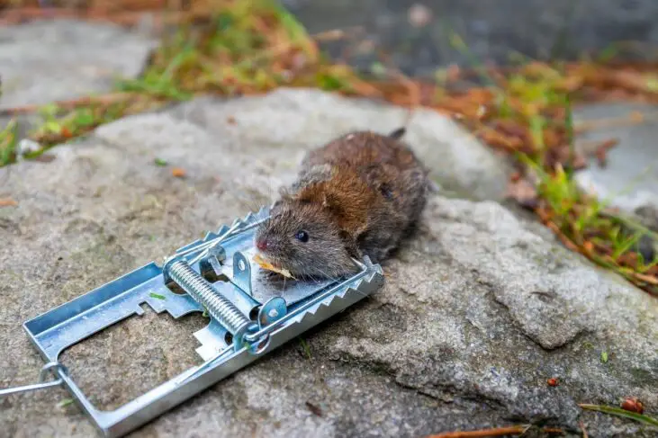 MOUSE-TRAP - MOUSE TRAP 731x487