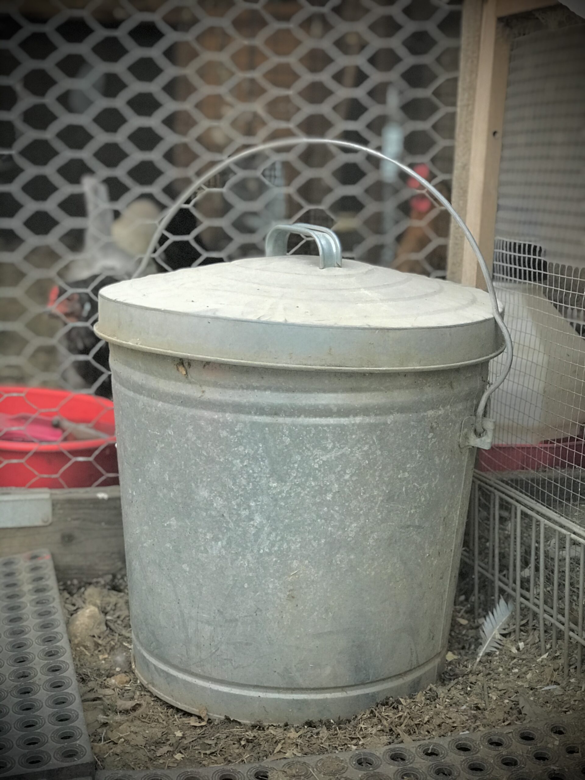 13 Simple Ways to Rodent Proof the Chicken Coop