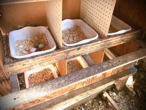 SPRINKLE SOME HERBS IN THE NESTING BOXES. Ways to use herbs around your chickens.
