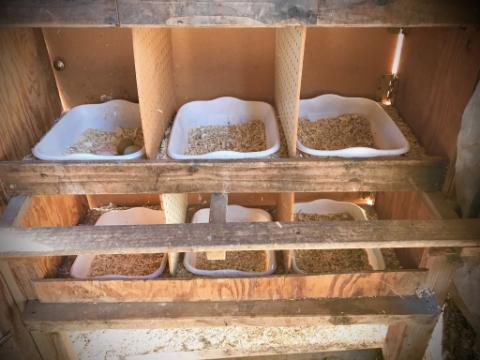 GUIDE TO SETTING UP THE BEST HEN NESTING BOXES