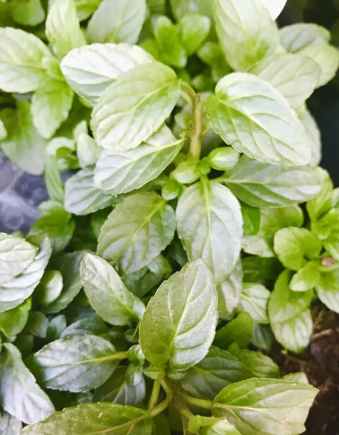 PEPPERMINT HERB. Backyard Chickens Mama