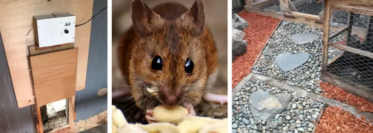 How to Rodent Proof the Chicken Coop