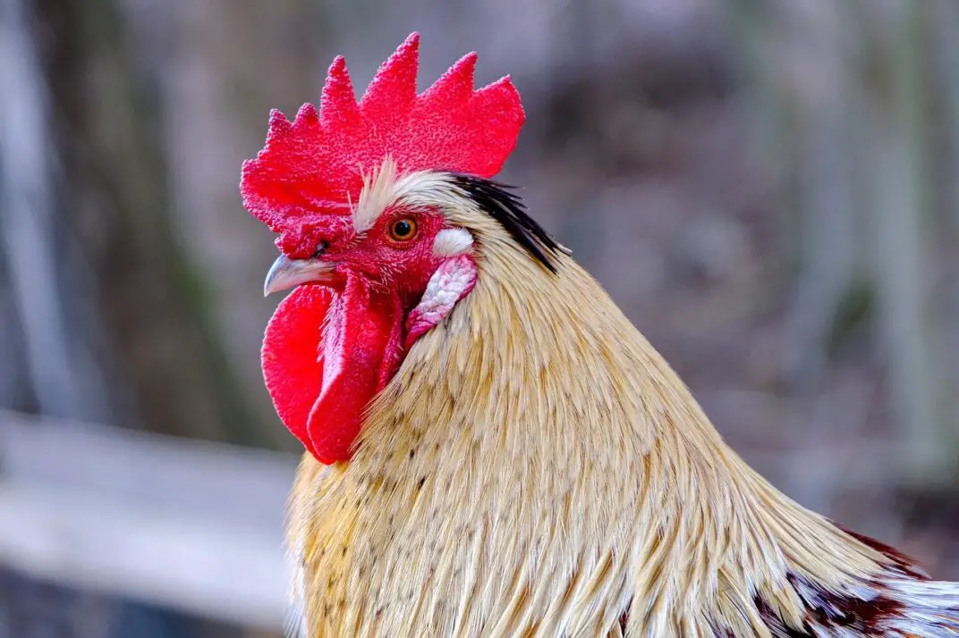 13 Important things Your Chickens Comb is Telling You
