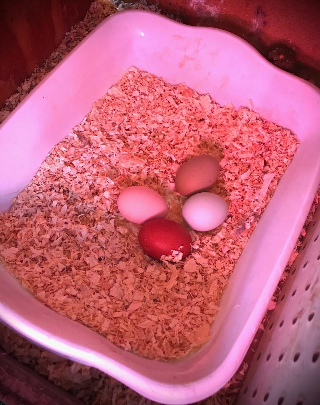 Simple Guide to Setting Up the Best Hen Nesting Boxes