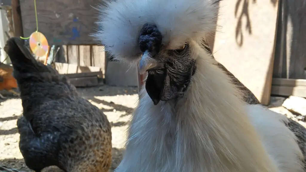 Silkie Walnut Comb and Wattle Backyard Chickens Mama