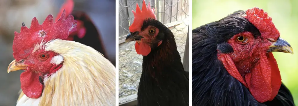 WHAT IS YOUR CHICKENS COMB TELLING YOU