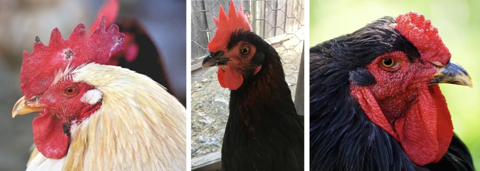 purple comb and wattle Backyard Chickens Mama