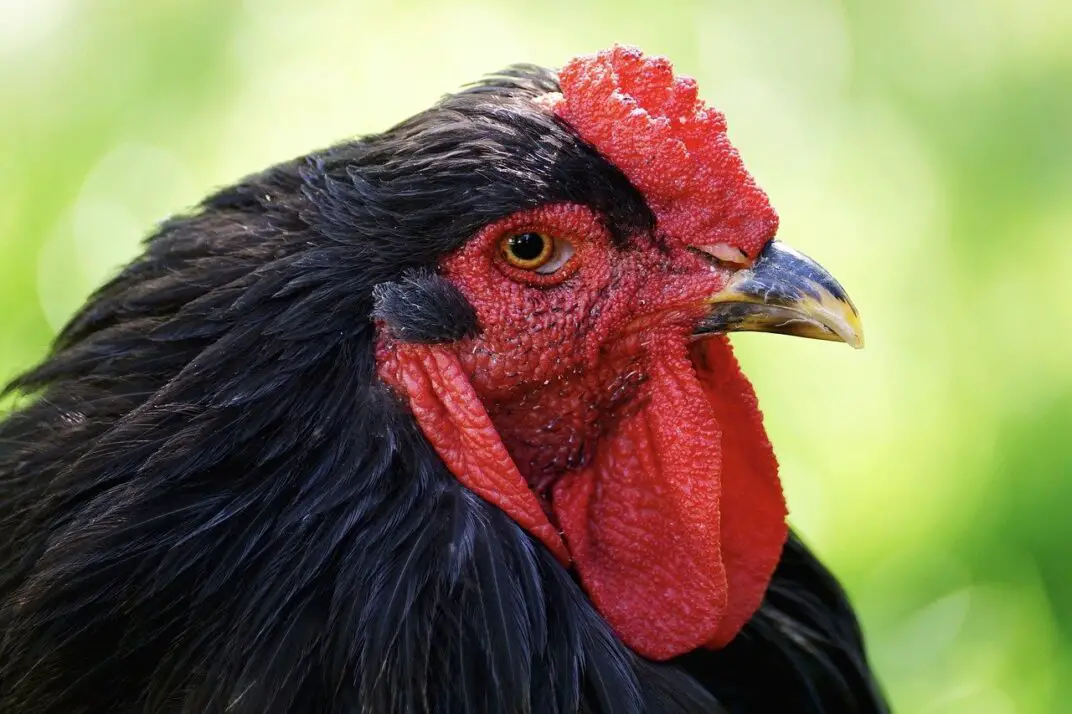 13 Important things Your Chickens Comb is Telling You