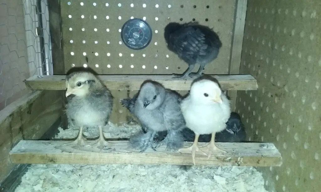 2nd week Baby chicks on a perch.