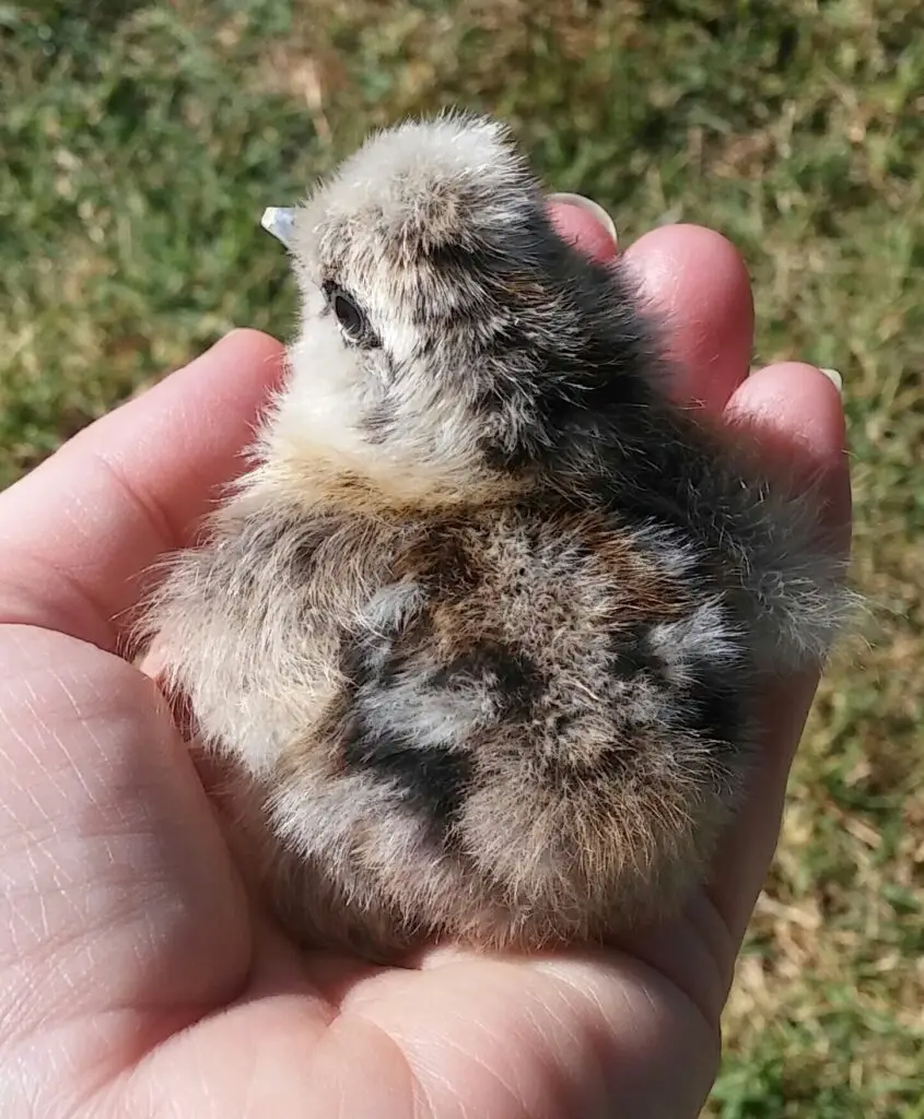 Holding baby chick
