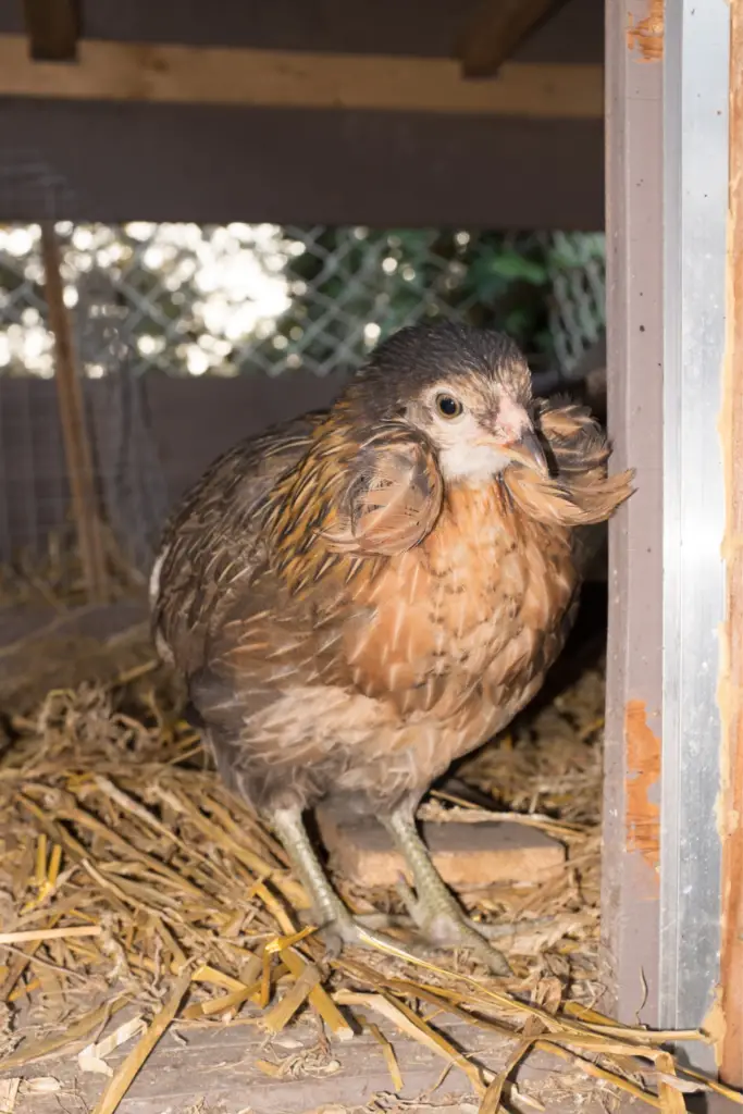ARAUCANA Backyard Chickens Mama
