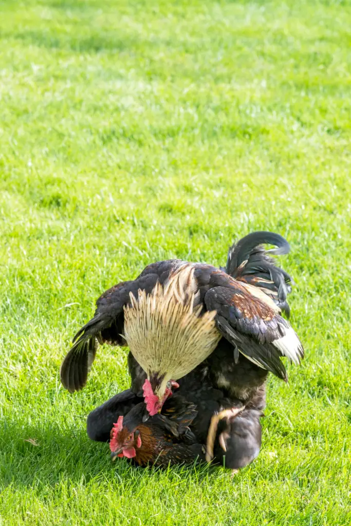 ROOSTER AND HEN MATING