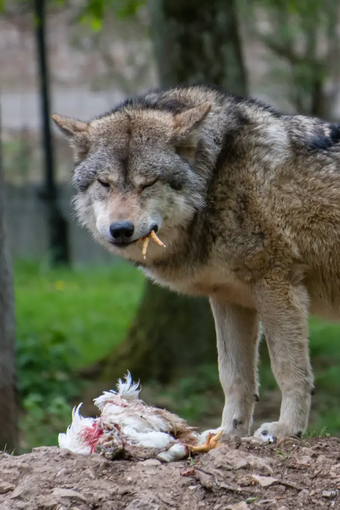 14DeathofChicken Backyard Chickens Mama