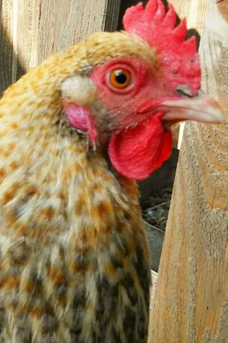 10 Amazing Facts You Should Know About Chickens Eyes