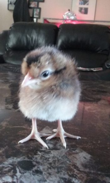 Crested Cream Legbar Female