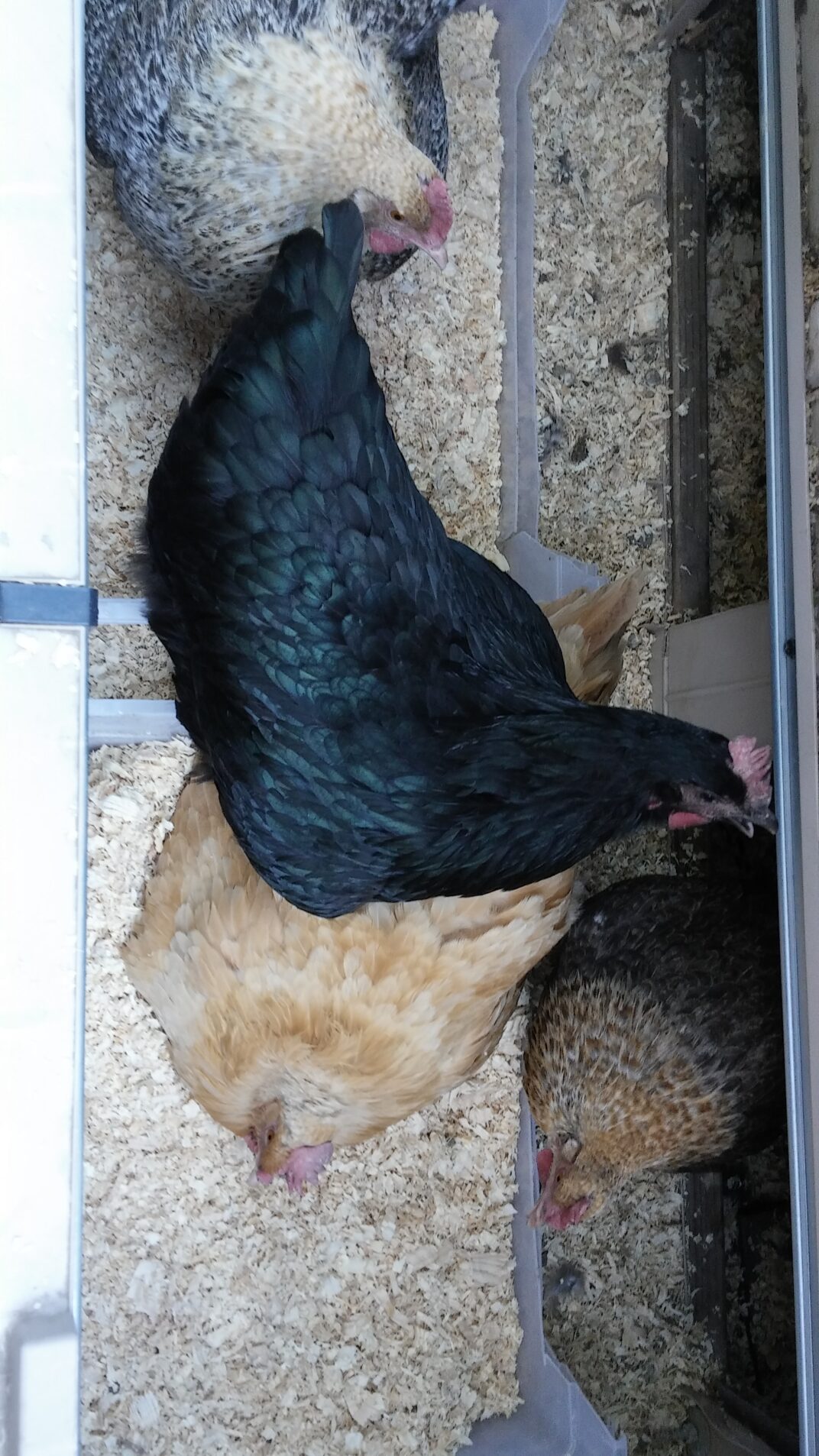 BROODY HENS Backyard Chickens Mama