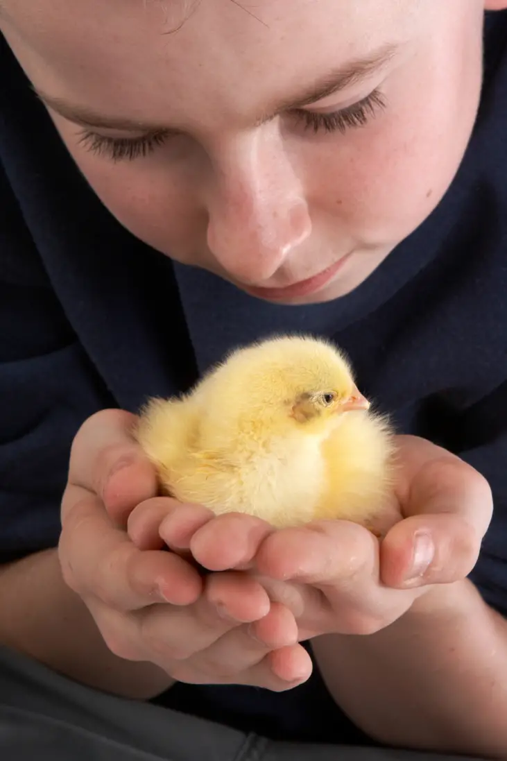 11 Important Ways Raising Chickens Will Benefit Your Kids