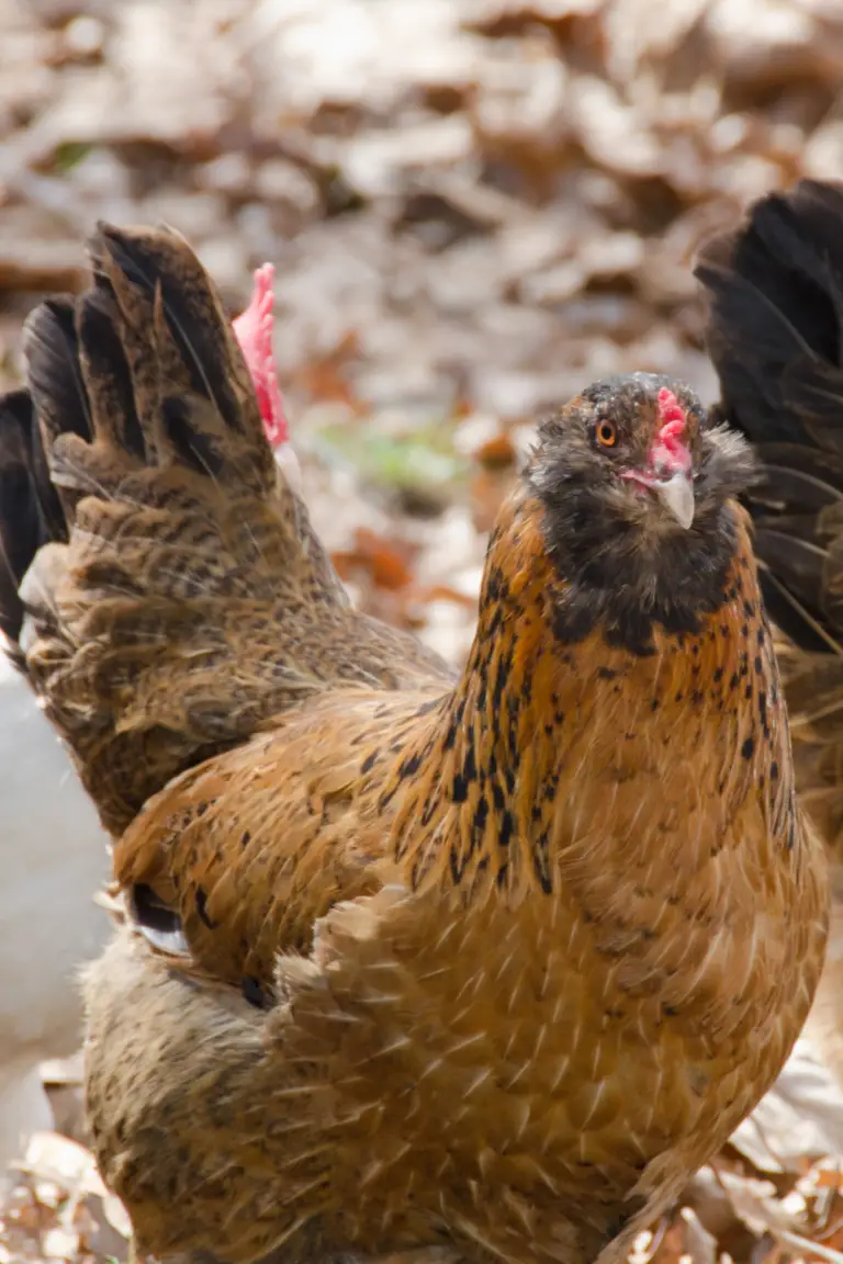 6 Best Breeds that Will Lay Beautiful Blue Chicken Eggs