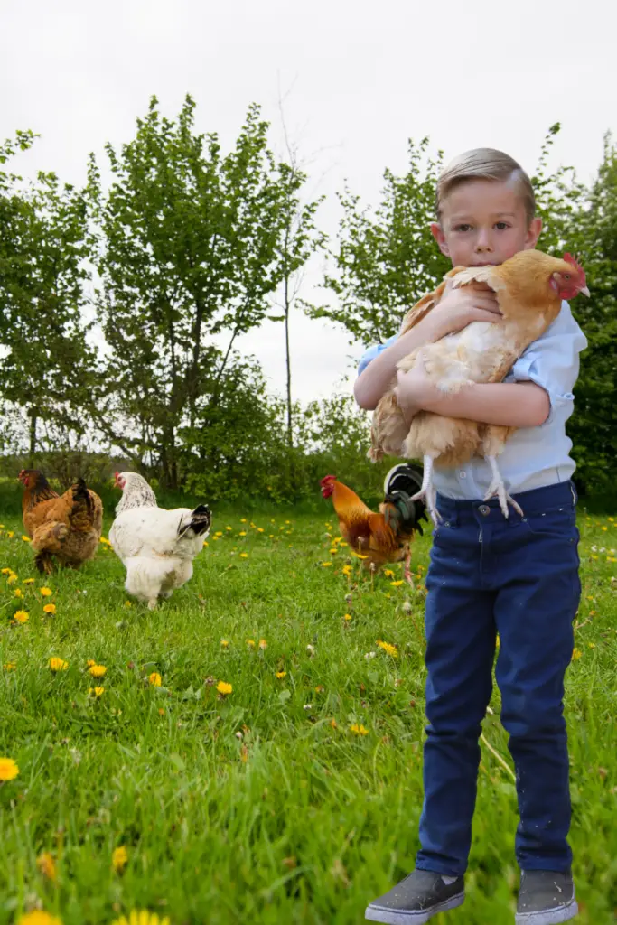 People can form close bonds with chickens, just like a cat or dog. Spend time with your chickens.