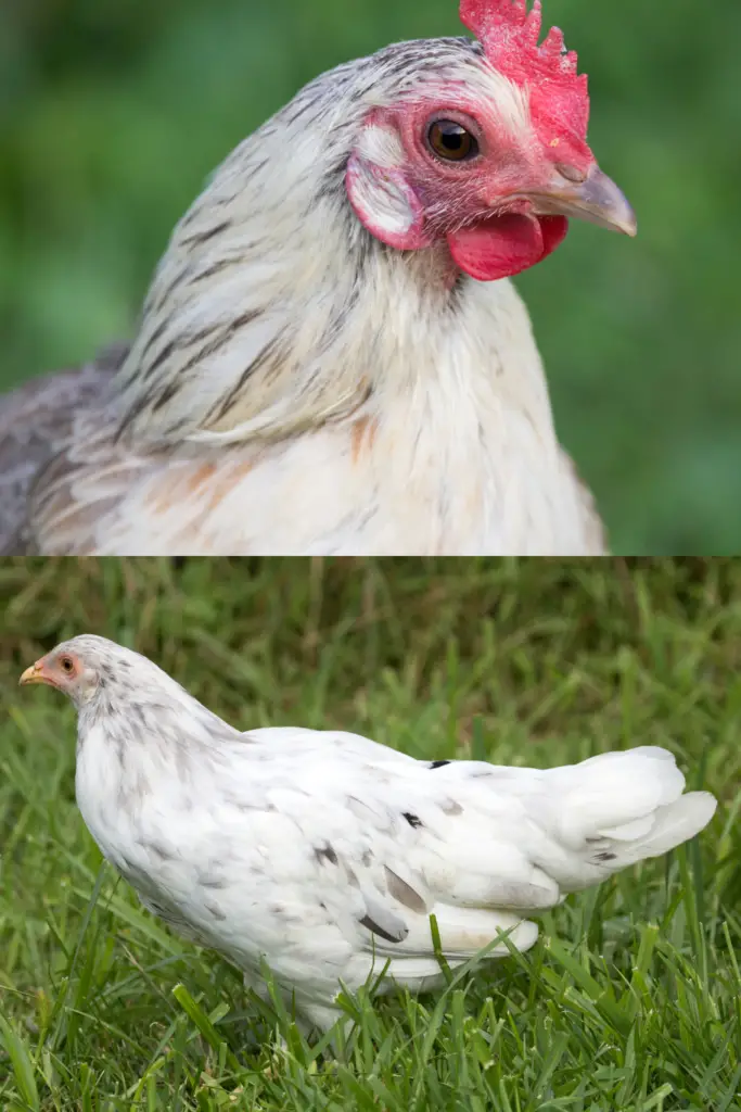 WHITING TRUE BLUE IS A BREED THAT WILL LAY BEAUTIFUL BLUE CHICKEN EGGS.