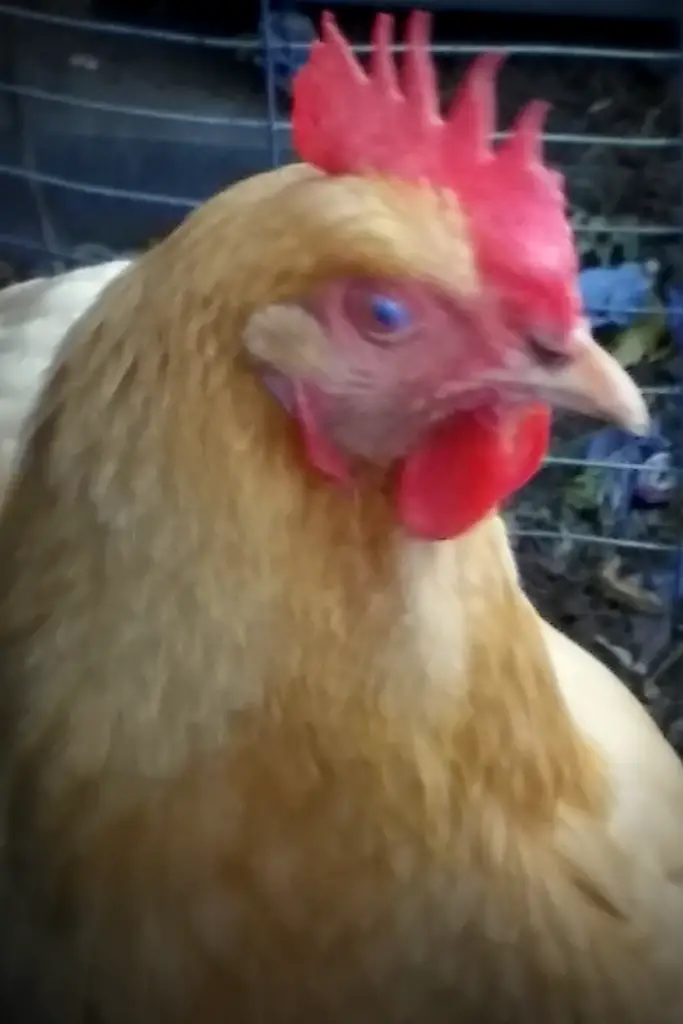Chickens have 3 eyelids. CHICKENS EYES