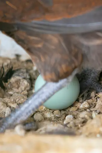 AMERAUCANA WITH SLATE BLUE LEGS