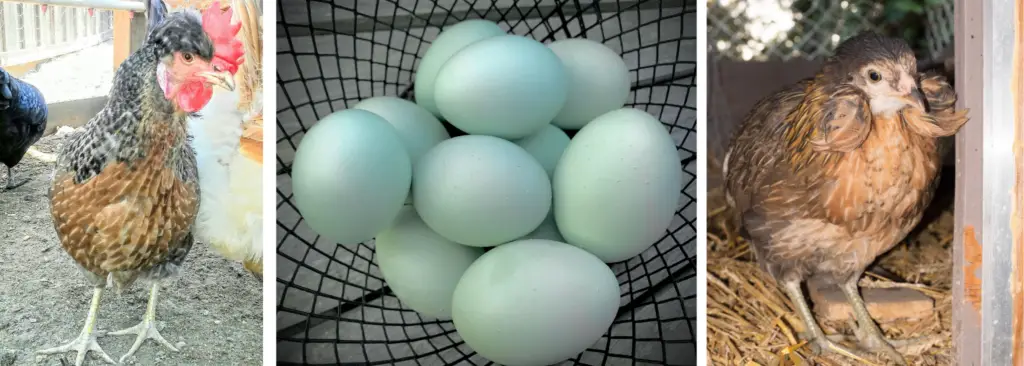 BLUE EGG LAYING BREEDS
