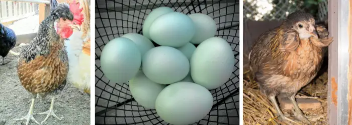 6 Best Breeds that Will Lay Beautiful Blue Chicken Eggs