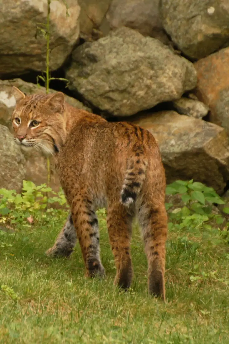 Bobcat Chicken Predators Backyard Chickens Mama