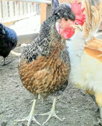 CRESTED CREAM LEGBAR