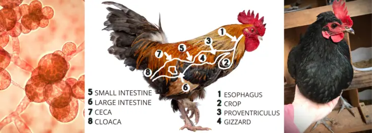 CHICKEN SOUR CROP TREATMENT, DIGESTIVE SYSTEM