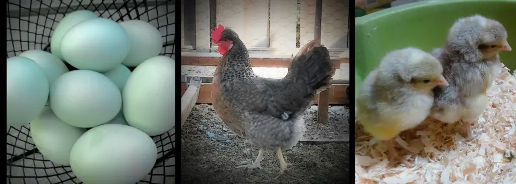 Crested-Cream-Legbar-Chickens-Banner
