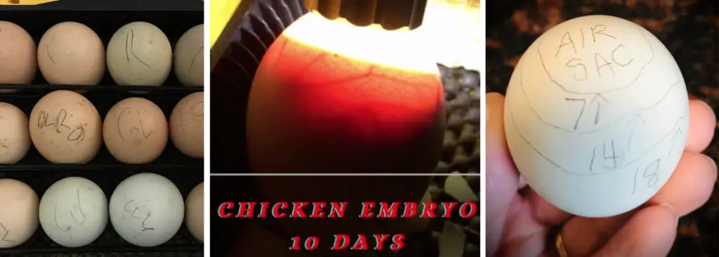 HOW TO PROPERLY CANDLE CHICKEN EGGS