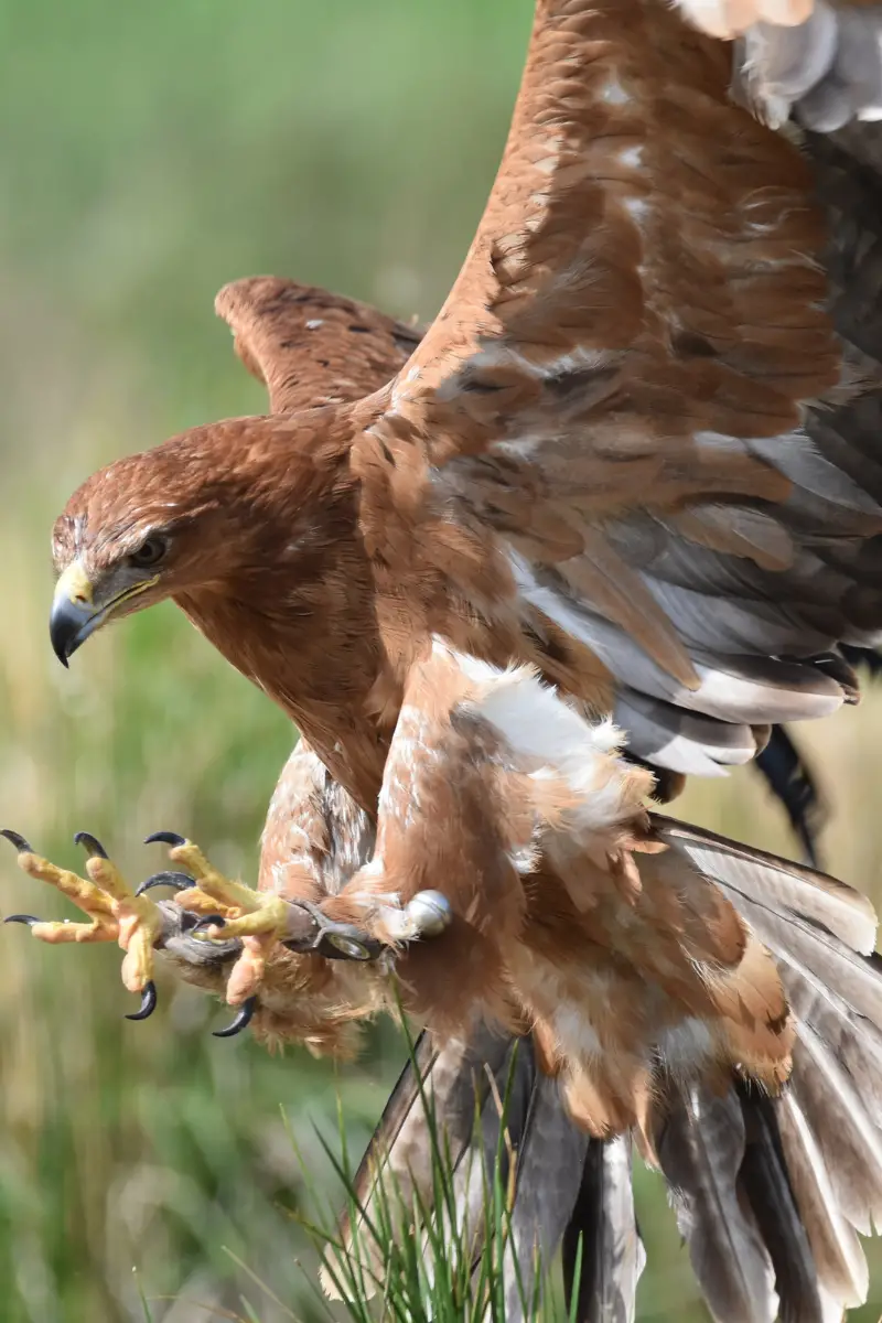 11 Common Backyard Chicken Predators How to Best Prevent Attacks