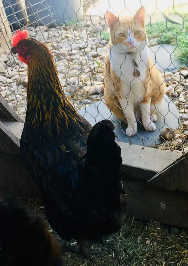 Chickens watching our cat, Sam, Backyard Chickens Mama