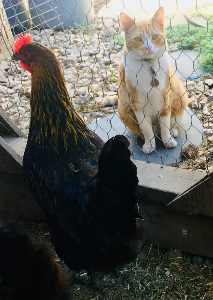 How to keep rats out of a chicken coop.  Chickens watching our cat, Sam,