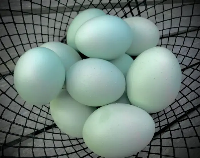 BLUE CHICKEN EGGS