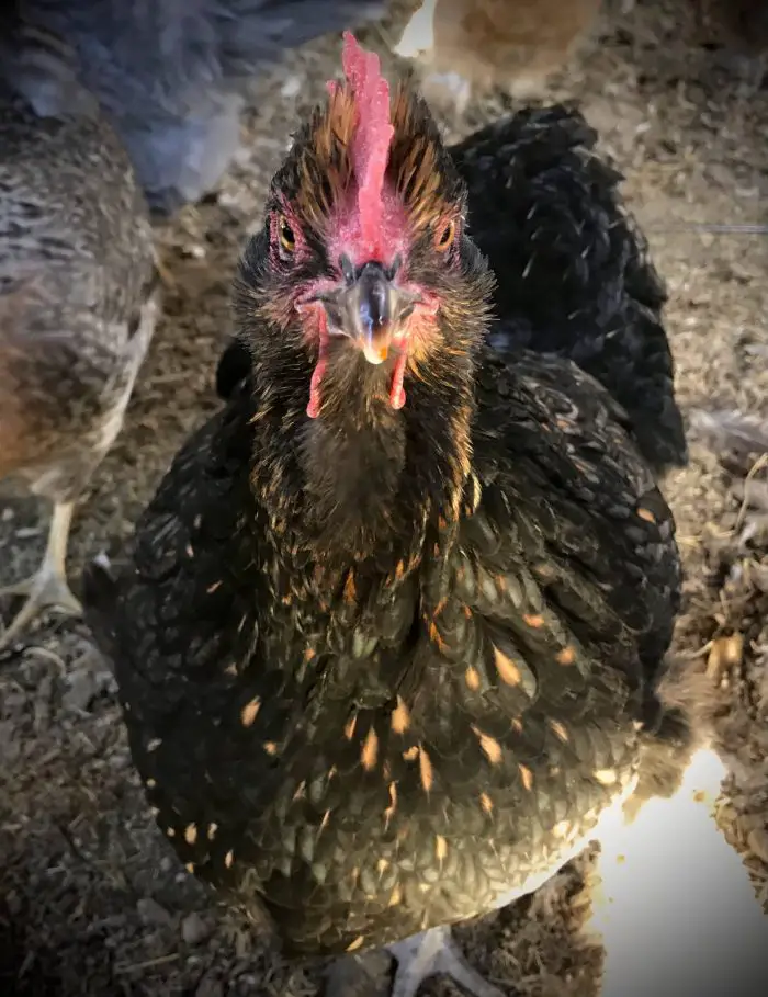 ORPINGTON HEN RED COMB. How to get chickens to live longer.