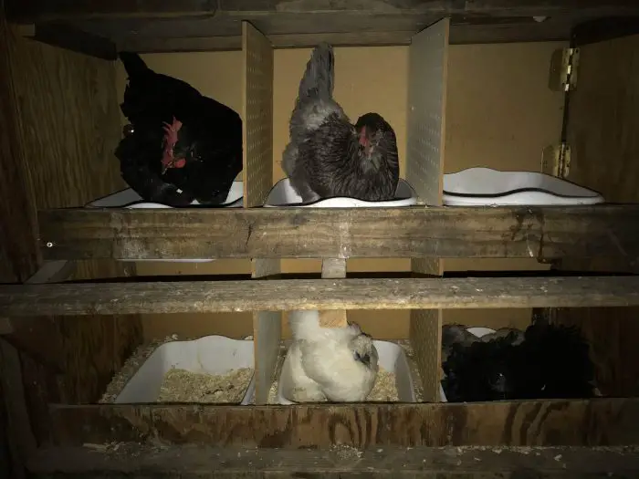 CHICKENS CANNOT SEE WELL IN THE DARK Backyard Chickens Mama