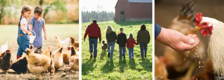 IMPORTANT WAYS FAMILIES BENEFIT BY RAISING CHICKENS