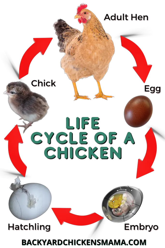 LIFECYCLE-OF-A-CHICKEN